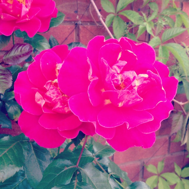 rose